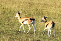 Thomson's gazelle - Serengeti - Grumeti