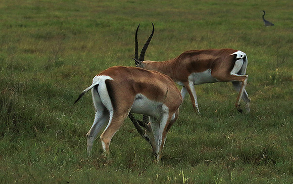 Grant's gazelle - Ngorongoro