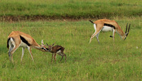 Thomson's gazelle - Ngorongoro