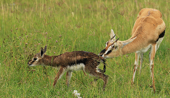 Thomson's gazelle - Ngorongoro