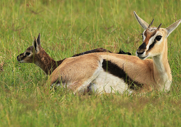 Thomson's gazelle - Ngorongoro