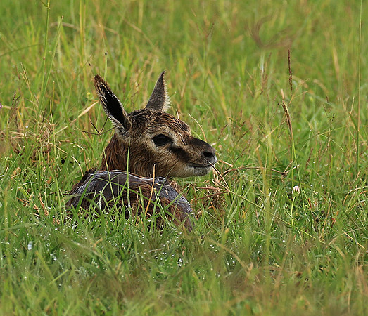 Thomson's gazelle - Ngorongoro