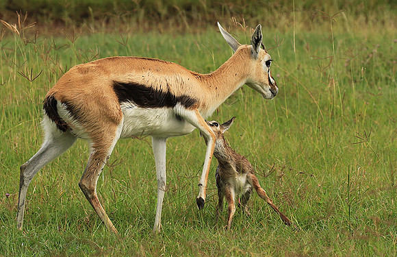 Thomson's gazelle - Ngorongoro
