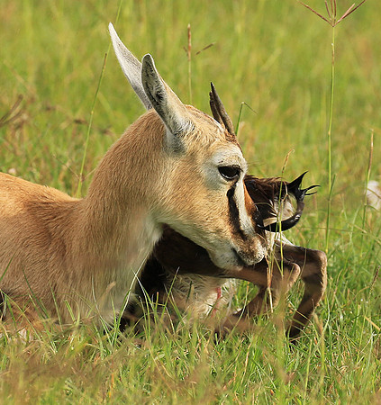 Thomson's gazelle - Ngorongoro