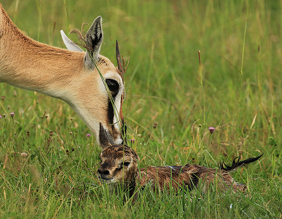 Thomson's gazelle - Ngorongoro