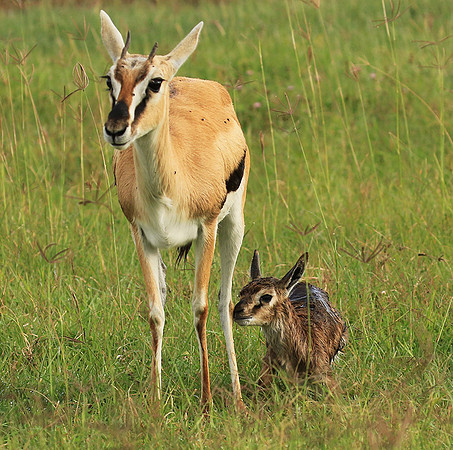 Thomson's gazelle - Ngorongoro