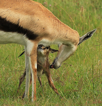 Thomson's gazelle - Ngorongoro