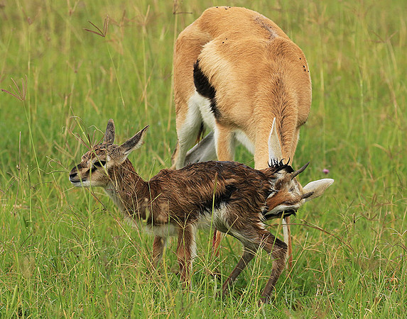 Thomson's gazelle - Ngorongoro