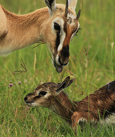 Thomson's gazelle - Ngorongoro