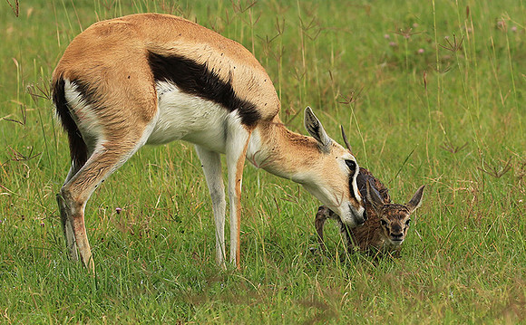 Thomson's gazelle - Ngorongoro