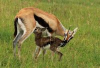 Thomson's gazelle - Ngorongoro