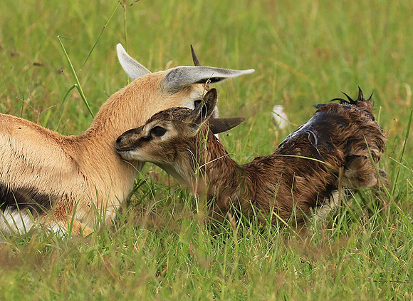 Thomson's gazelle - Ngorongoro