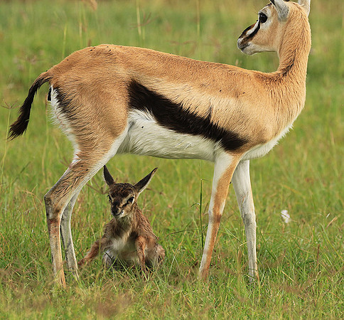Thomson's gazelle - Ngorongoro