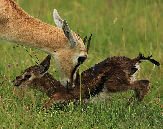 Thomson's gazelle - Ngorongoro