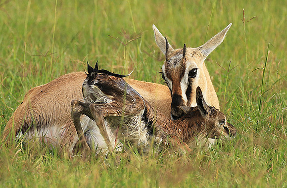 Thomson's gazelle - Ngorongoro