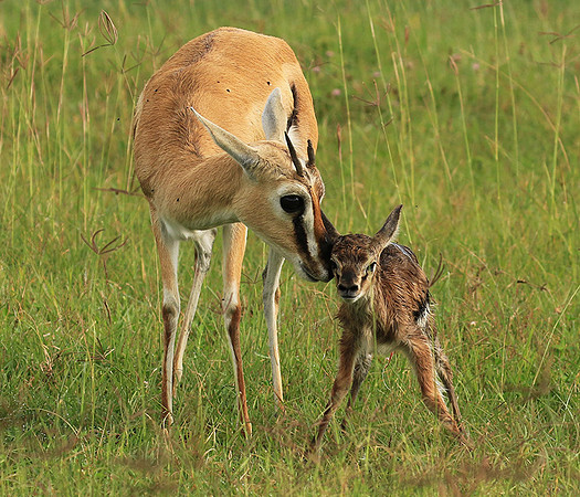 Thomson's gazelle - Ngorongoro