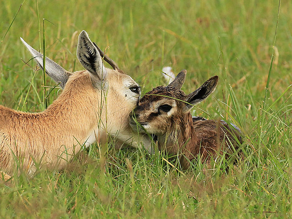 Thomson's gazelle - Ngorongoro