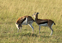 Thomson's gazelle - Serengeti - Grumeti