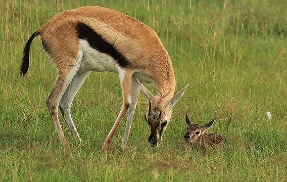 Thomson's gazelle - Ngorongoro