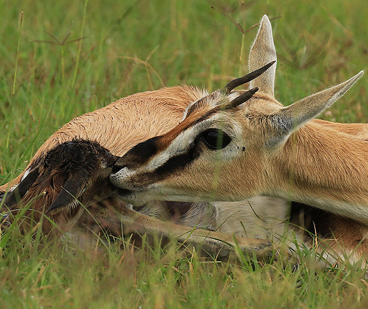 Thomson's gazelle - Ngorongoro