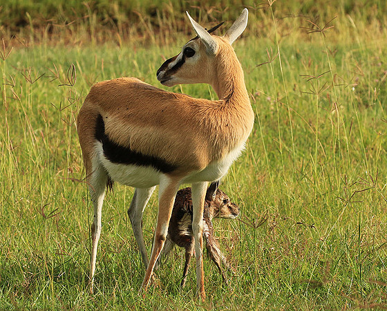 Thomson's gazelle - Ngorongoro