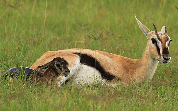 Thomson's gazelle - Ngorongoro