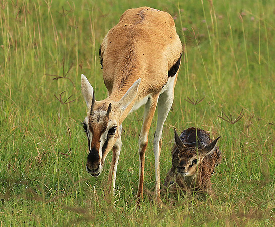 Thomson's gazelle - Ngorongoro