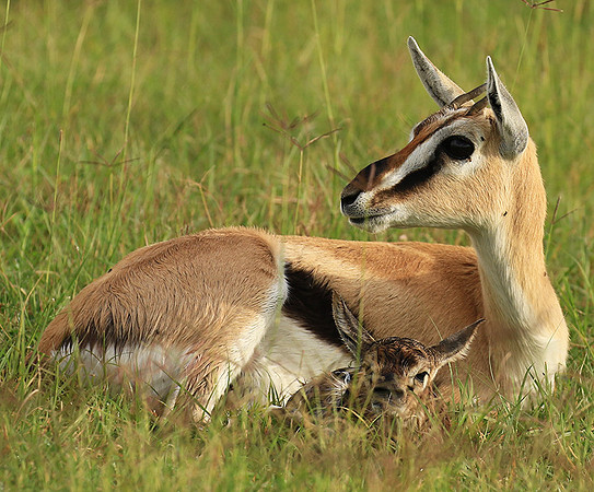 Thomson's gazelle - Ngorongoro