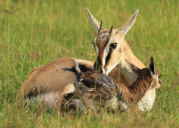 Thomson's gazelle - Ngorongoro