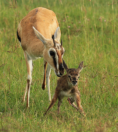 Thomson's gazelle - Ngorongoro