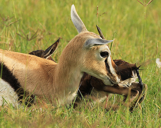 Thomson's gazelle - Ngorongoro