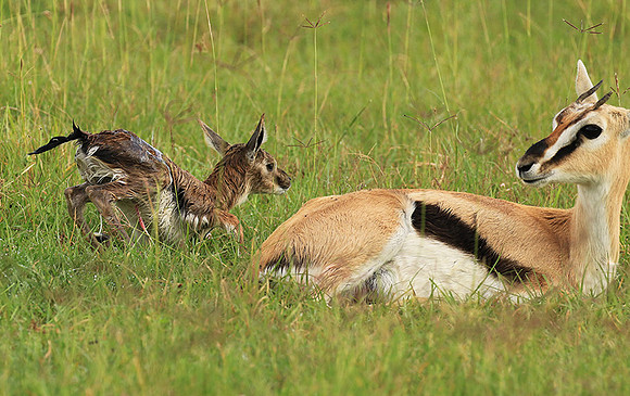 Thomson's gazelle - Ngorongoro