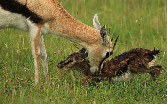 Thomson's gazelle - Ngorongoro