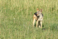 Black backed jackal - Sertengeti - Grumei Private Reserve