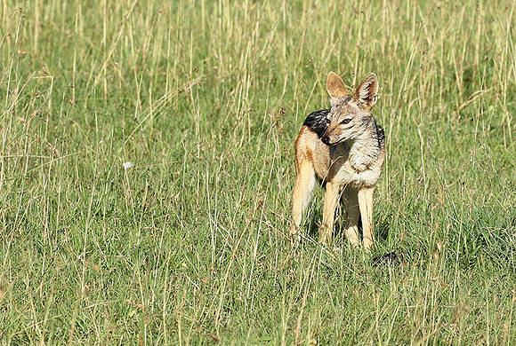 Black backed jackal - Sertengeti - Grumei Private Reserve
