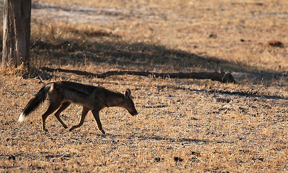 Side-striped jackal - Selous