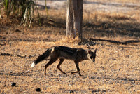 Side-striped jackal - Selous