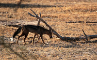 Side-striped jackal - Selous
