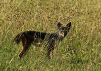 Black backed jackal - Sertengeti - Grumei Private Reserve
