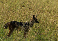 Black backed jackal - Sertengeti - Grumei Private Reserve