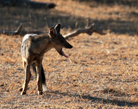 Side-striped jackal - Selous