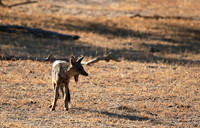 Side-striped jackal - Selous