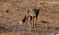 Side-striped jackal - Selous