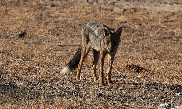 Side-striped jackal - Selous