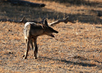 Side-striped jackal - Selous