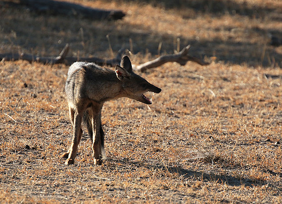 Side-striped jackal - Selous