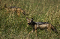 Jackals