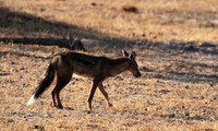 Side-striped jackal - Selous