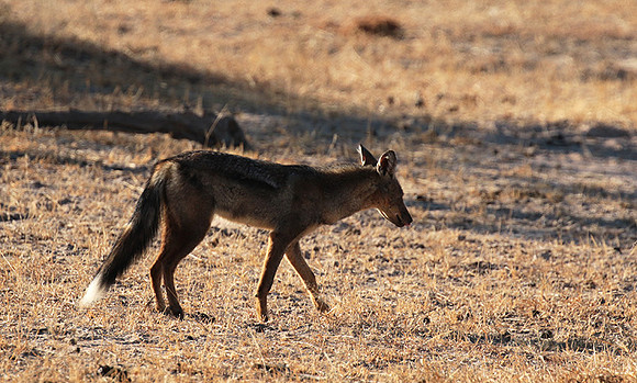 Side-striped jackal - Selous
