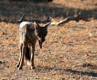 Side-striped jackal - Selous